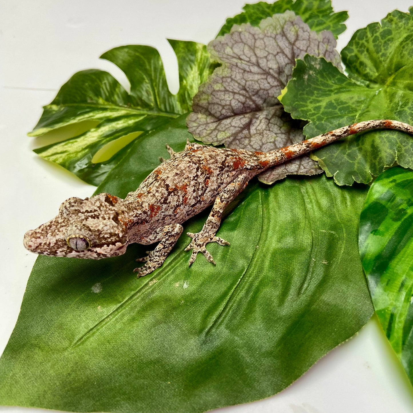 Red Blotch Reticulated Gargoyle Gecko 2024 Female 52424-03