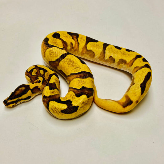 Enchi Leopard Yellowbelly Het Pied Ball Python Female 2025F01