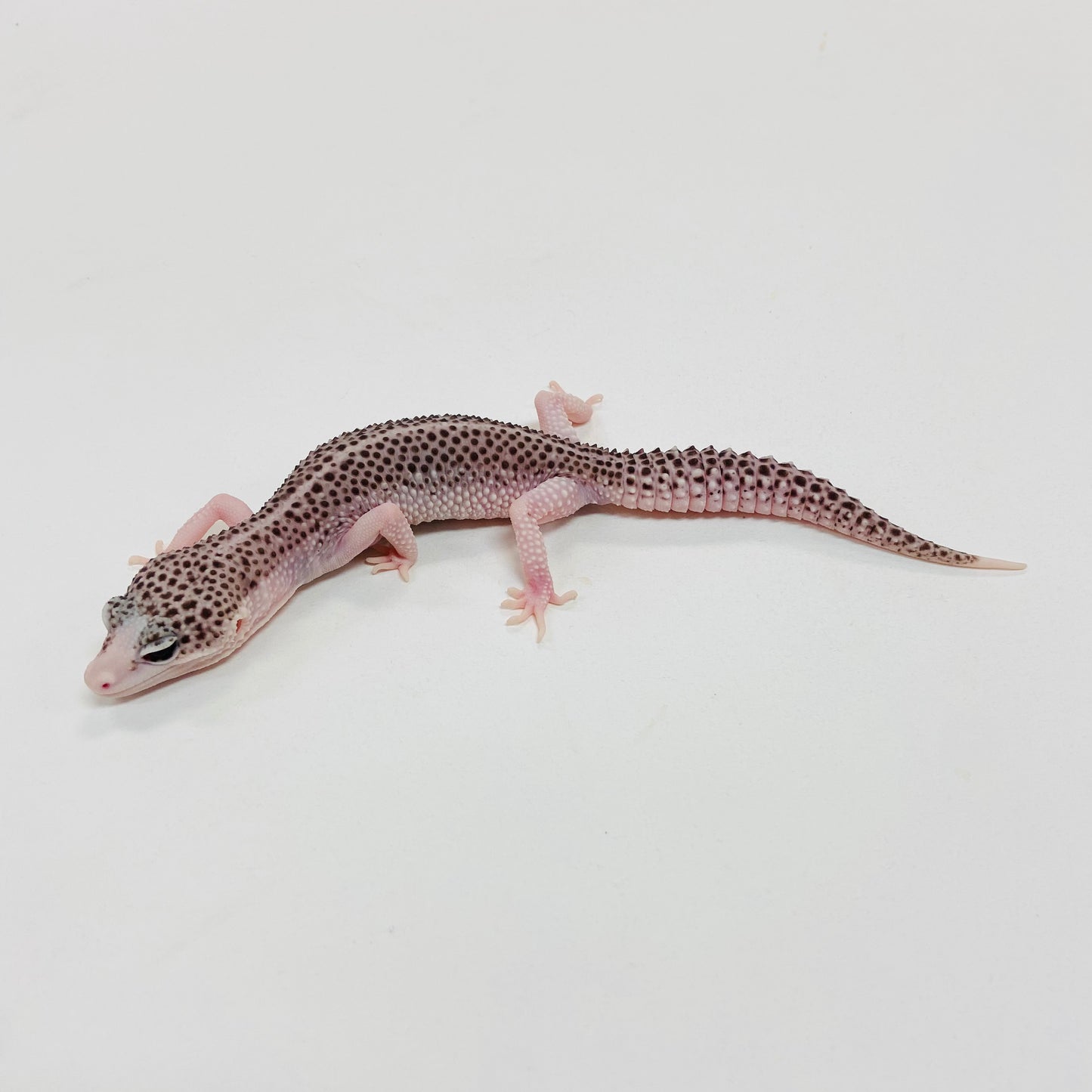 Pied Galaxy Leopard Gecko Female I-C7-71023-1
