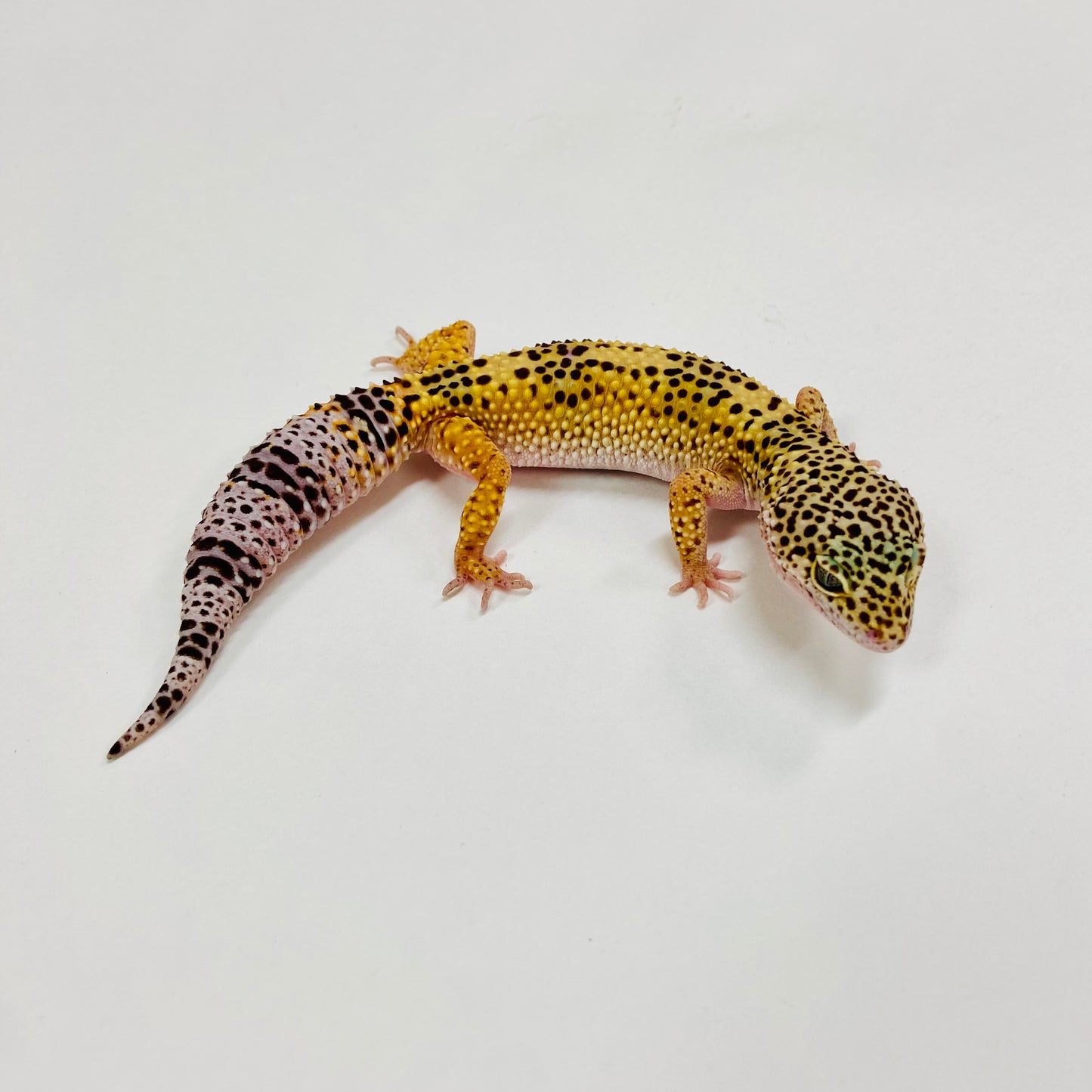 Normal Leopard Gecko Female H-C1-82423-1