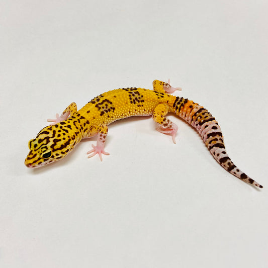 Albino Tremper Tangerine Eclipse Leopard Gecko Female B-A7-81924-1