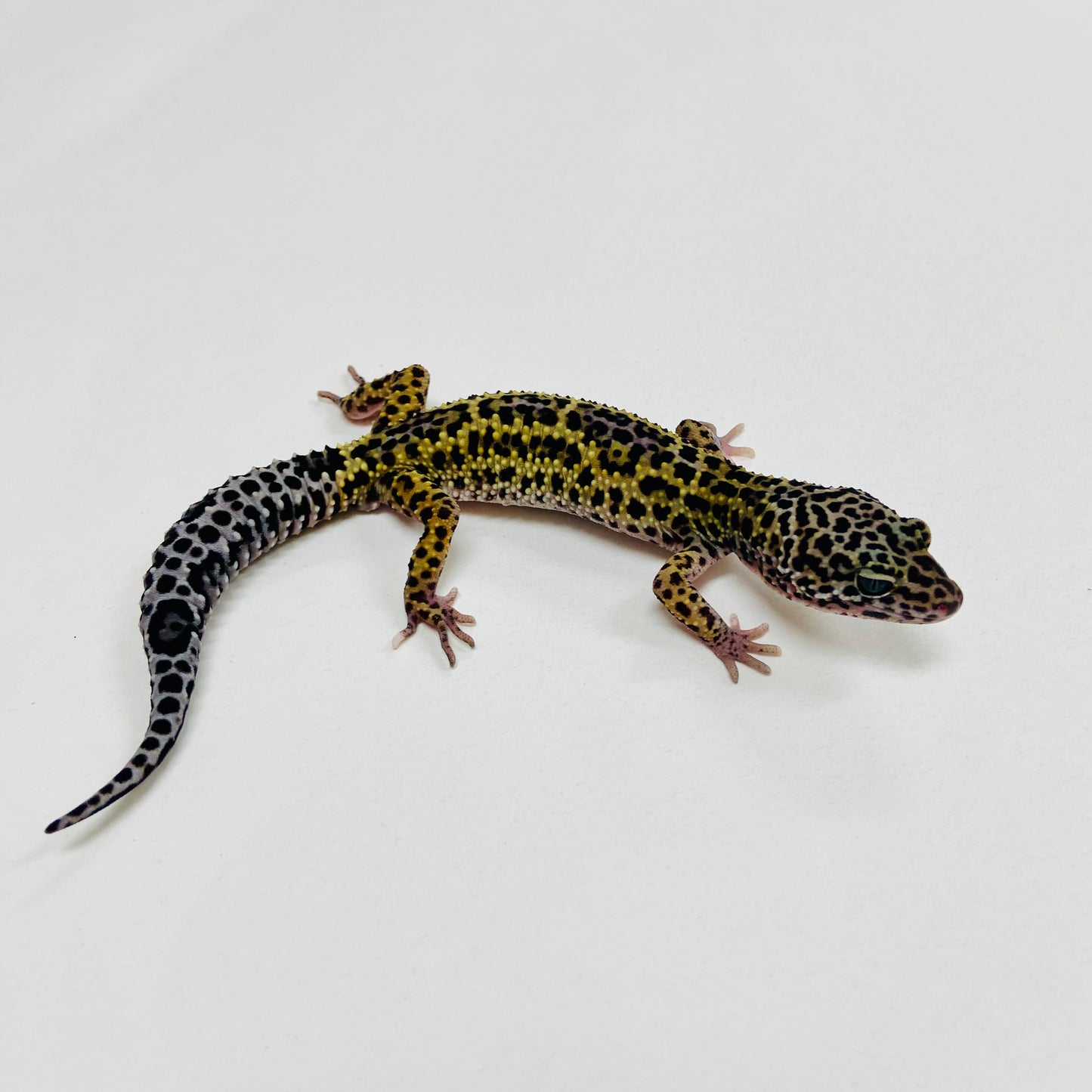 Dark Mack Snow Reverse Stripe Leopard Gecko Male 2025-140