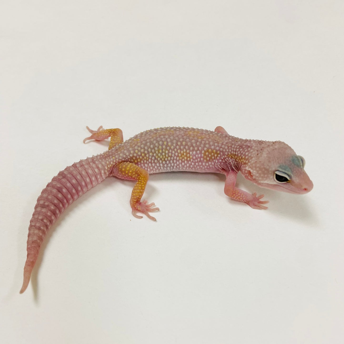 Murphy Patternless Mack Snow Leopard Gecko 2025-109