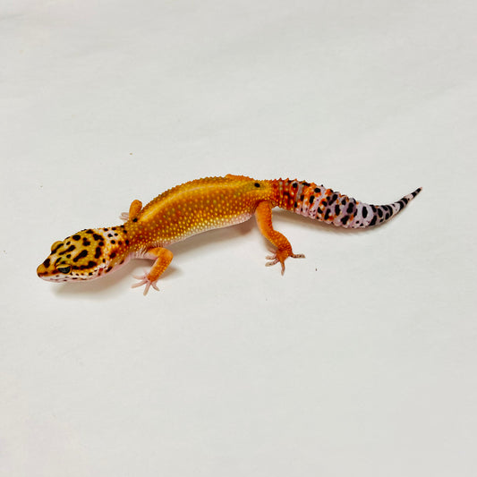 Tangerine W/Y Leopard Gecko Female A-A2-12524-1
