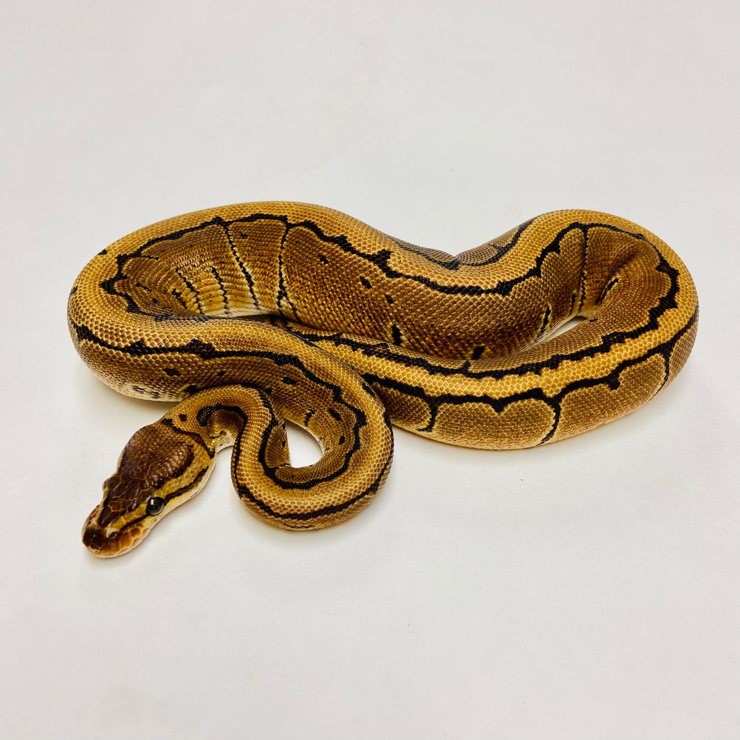 Pinstripe Ball Python- Female #2023F04