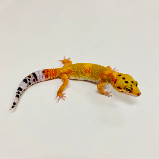 Citrine Leopard Gecko Male 2025-130