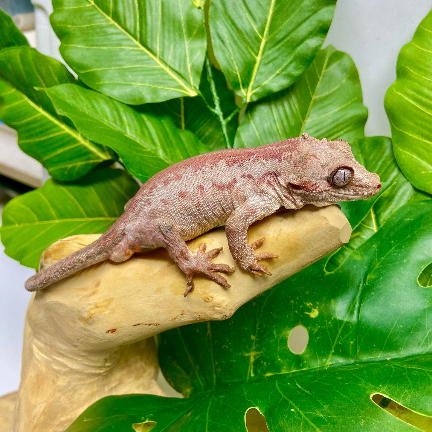 Red Stripe Gargoyle Gecko Adult Male GPB30