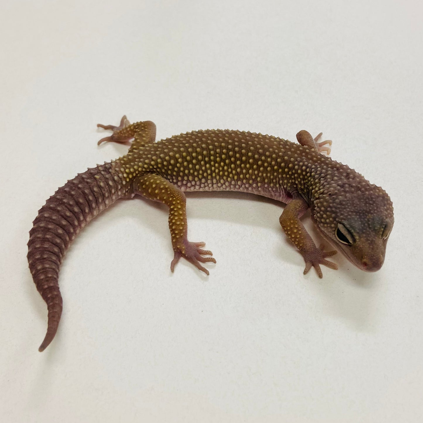 Murphy Patternless Pos Mack Snow Leopard Gecko Male 2025-132