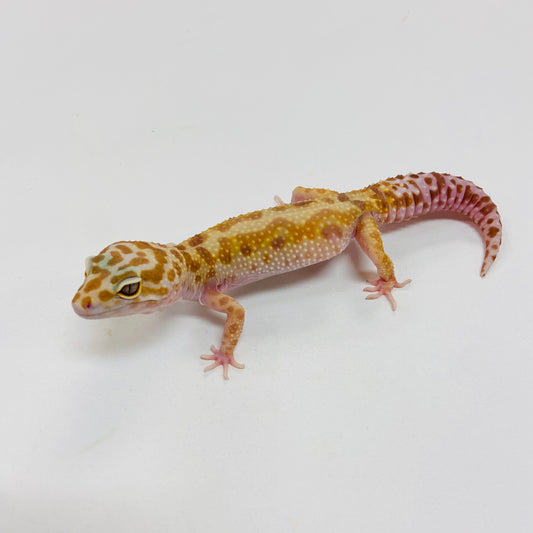 Mack Snow Tremper Albino Leopard Gecko Female I-I2-72622-1