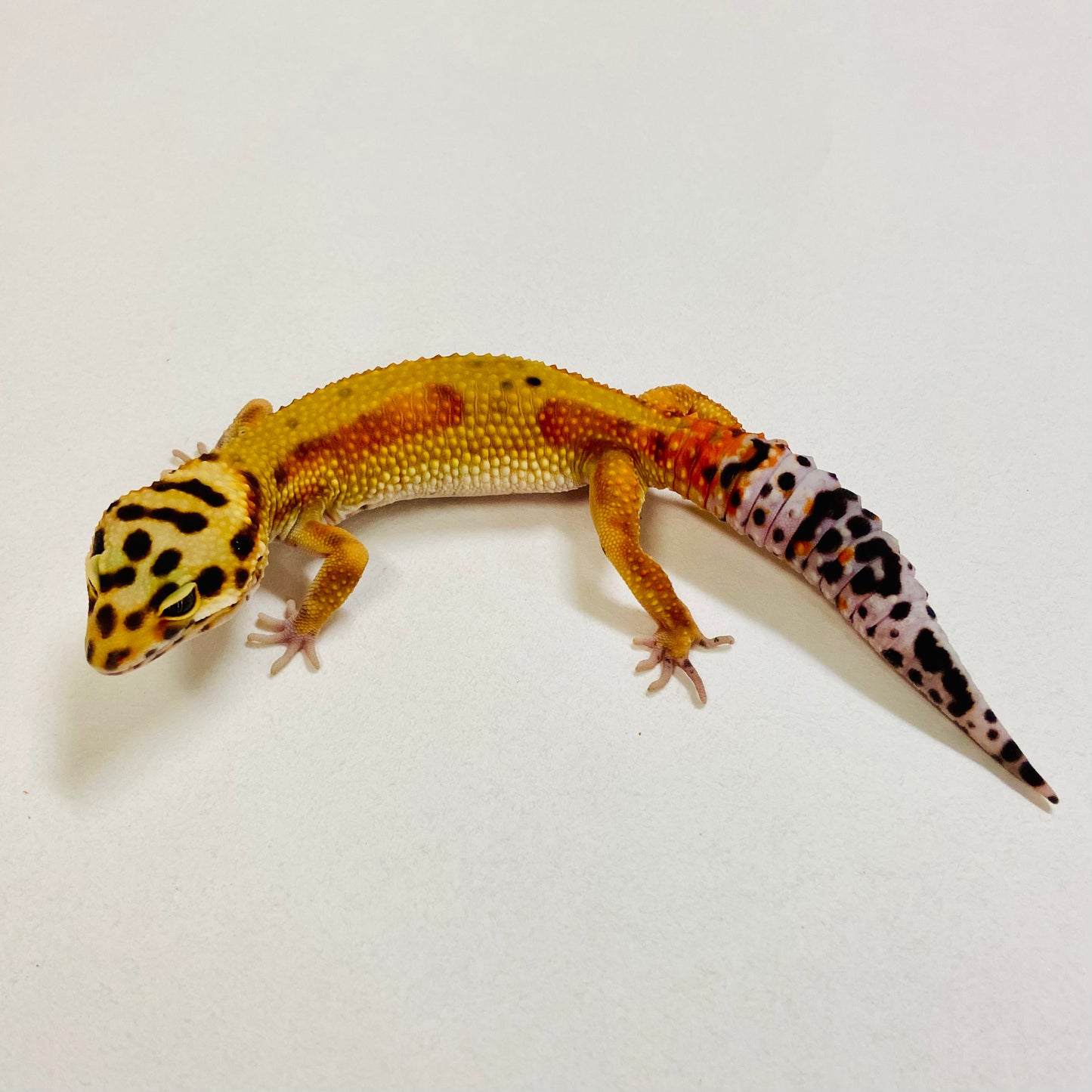 Citrine Leopard Gecko Female2025-196