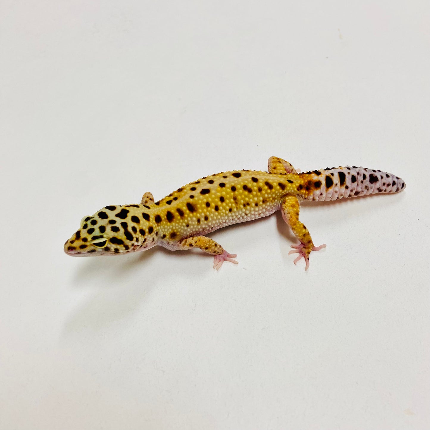 Leopard Gecko Female- Adopt LG08