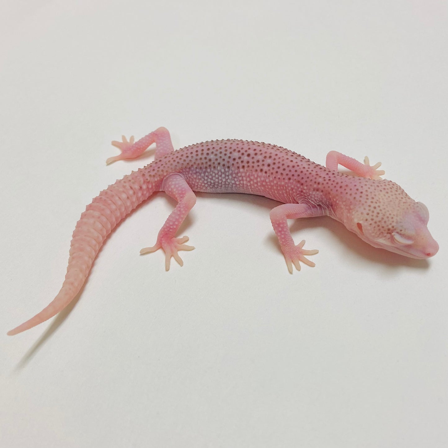 Bell Super Snow Pos Eclipse Leopard Gecko 2025-033