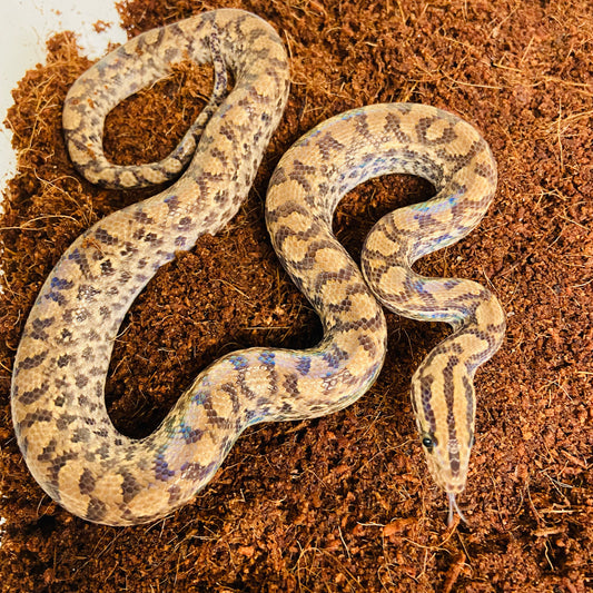 Colombian Rainbow Boa 2025 Male M09