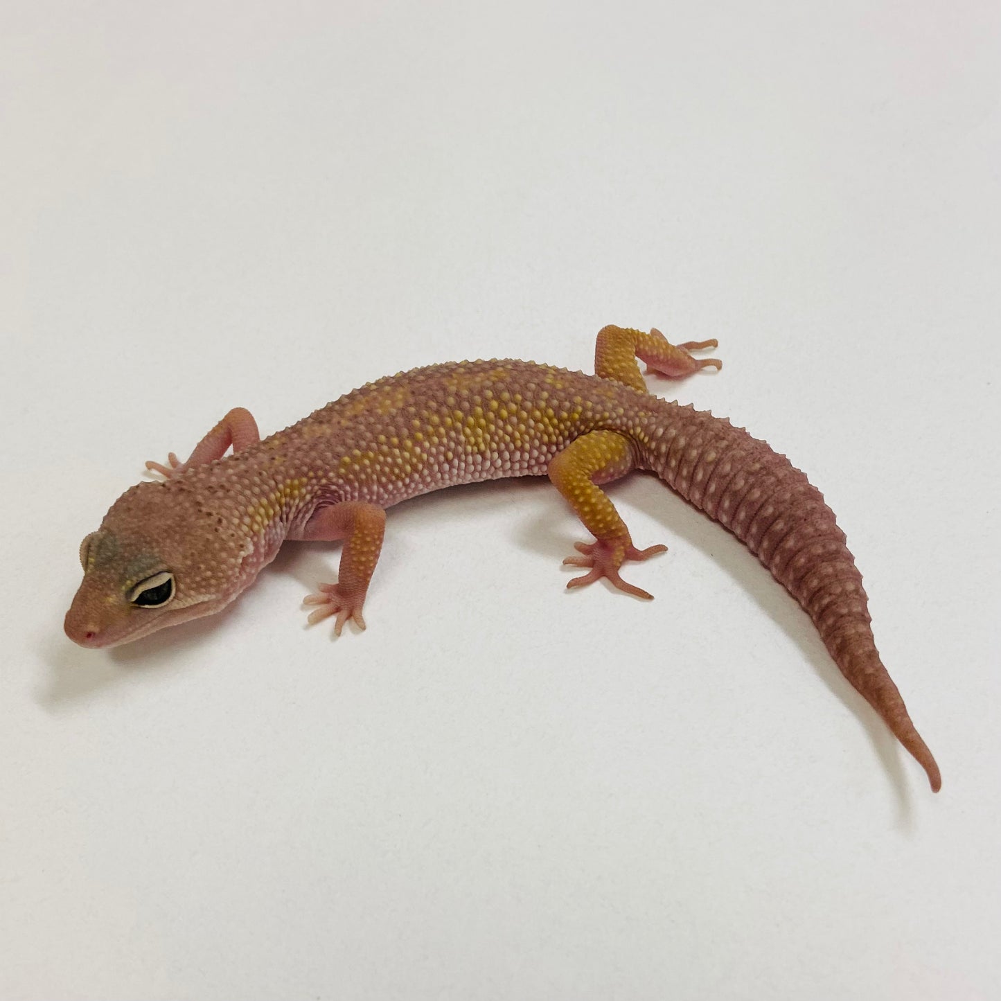 Murphy Patternless Pos MS Female Leopard Gecko 2025-109