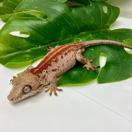 Red Stripe Gargoyle Gecko Adult Male GPB30
