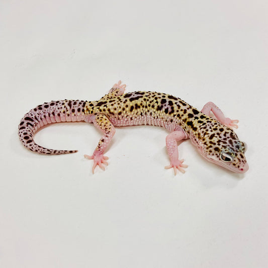 Mack Snow Eclipse W/Y Leopard Gecko Male H-C7-81523-1