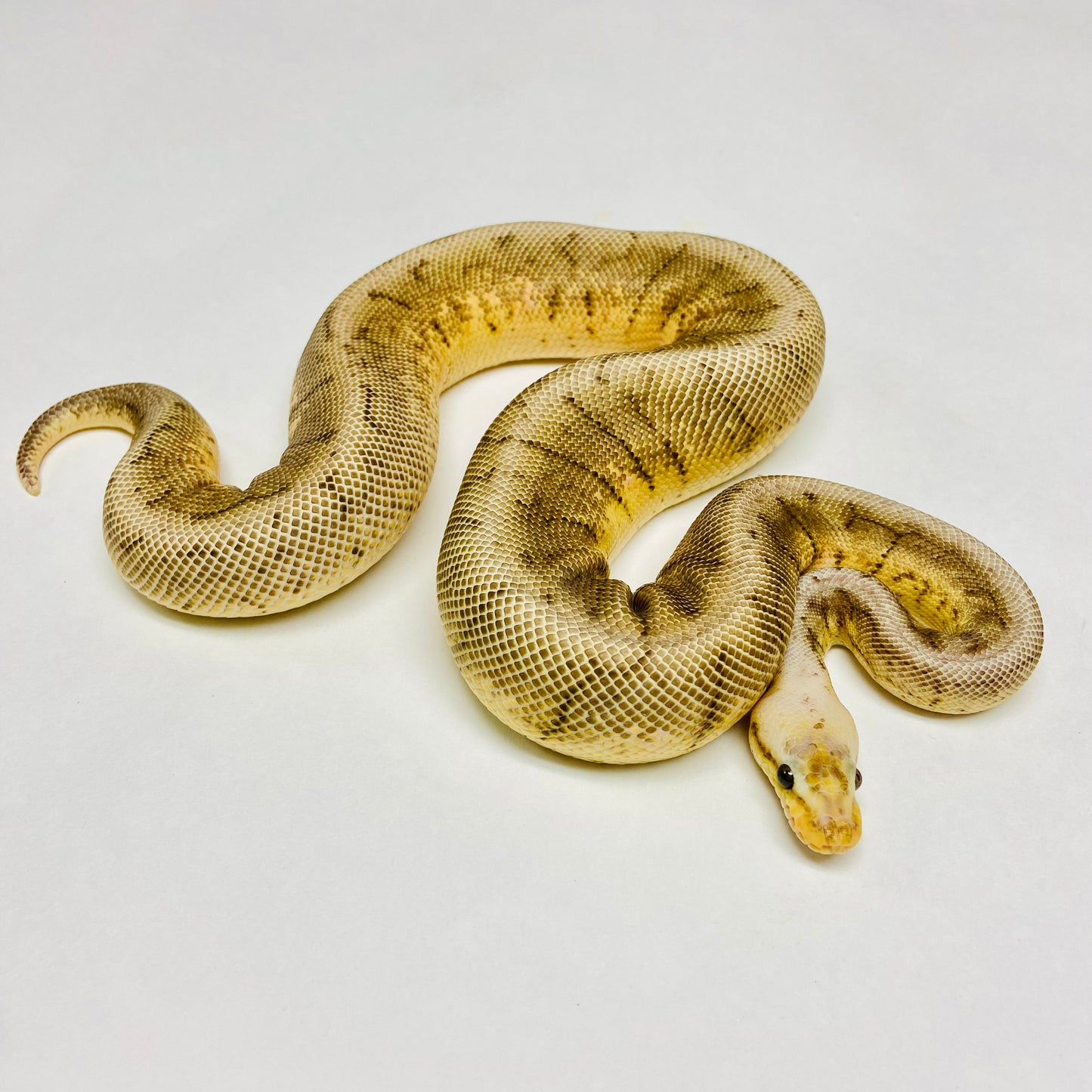 Pastel Woma Pinstripe Ball Python Male 2022M01