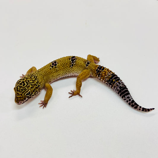 Dark Mack Snow Leopard Gecko Male I-A7-71222-1