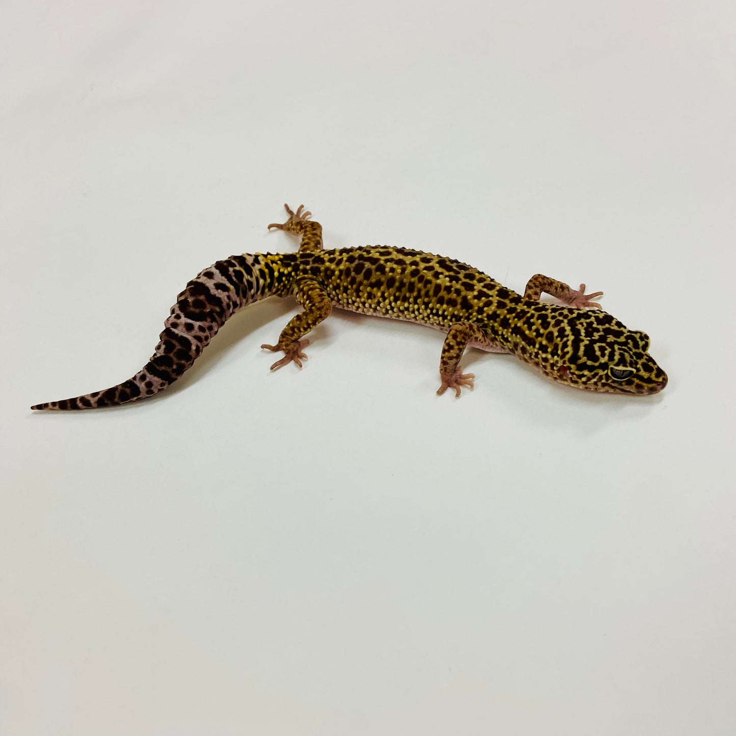 Jungle Mack Snow Leopard Gecko Male H-K1-60821-1
