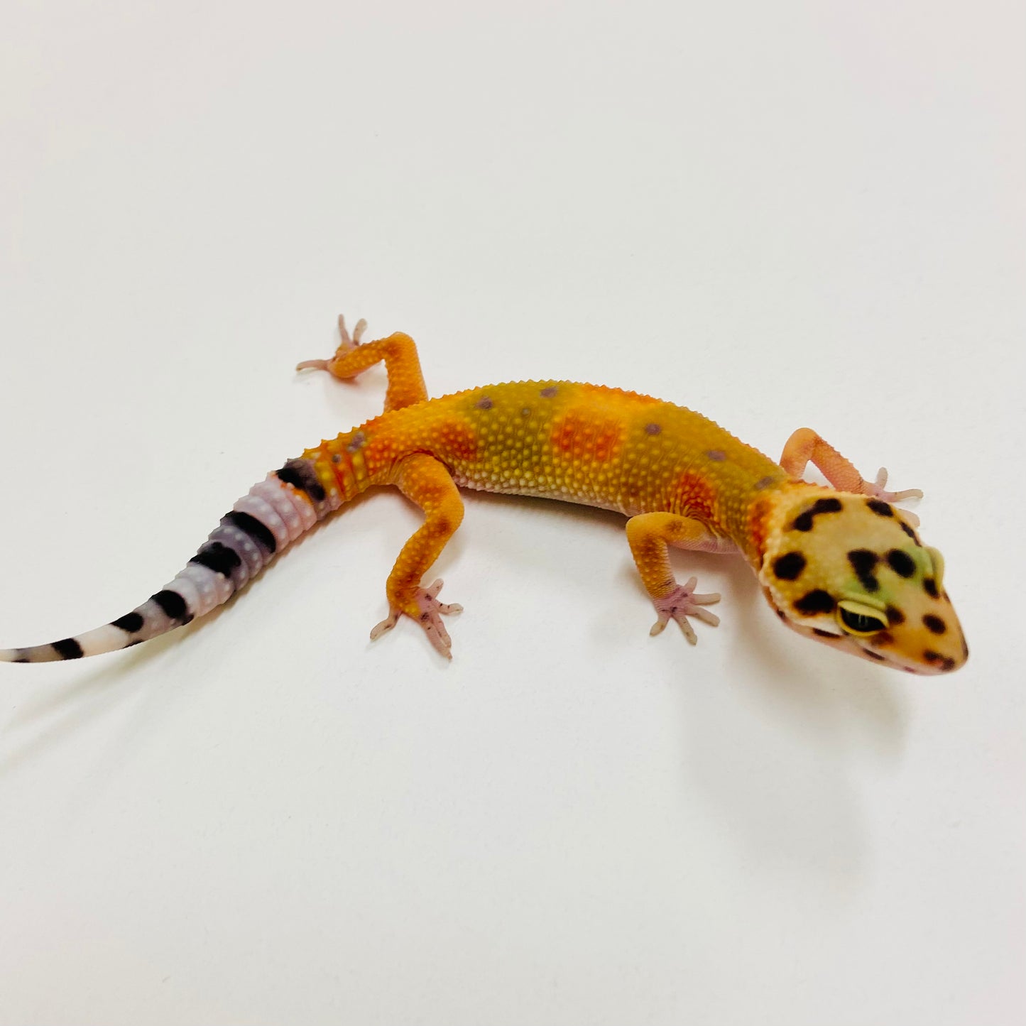 Citrine Leopard Gecko 2025-054