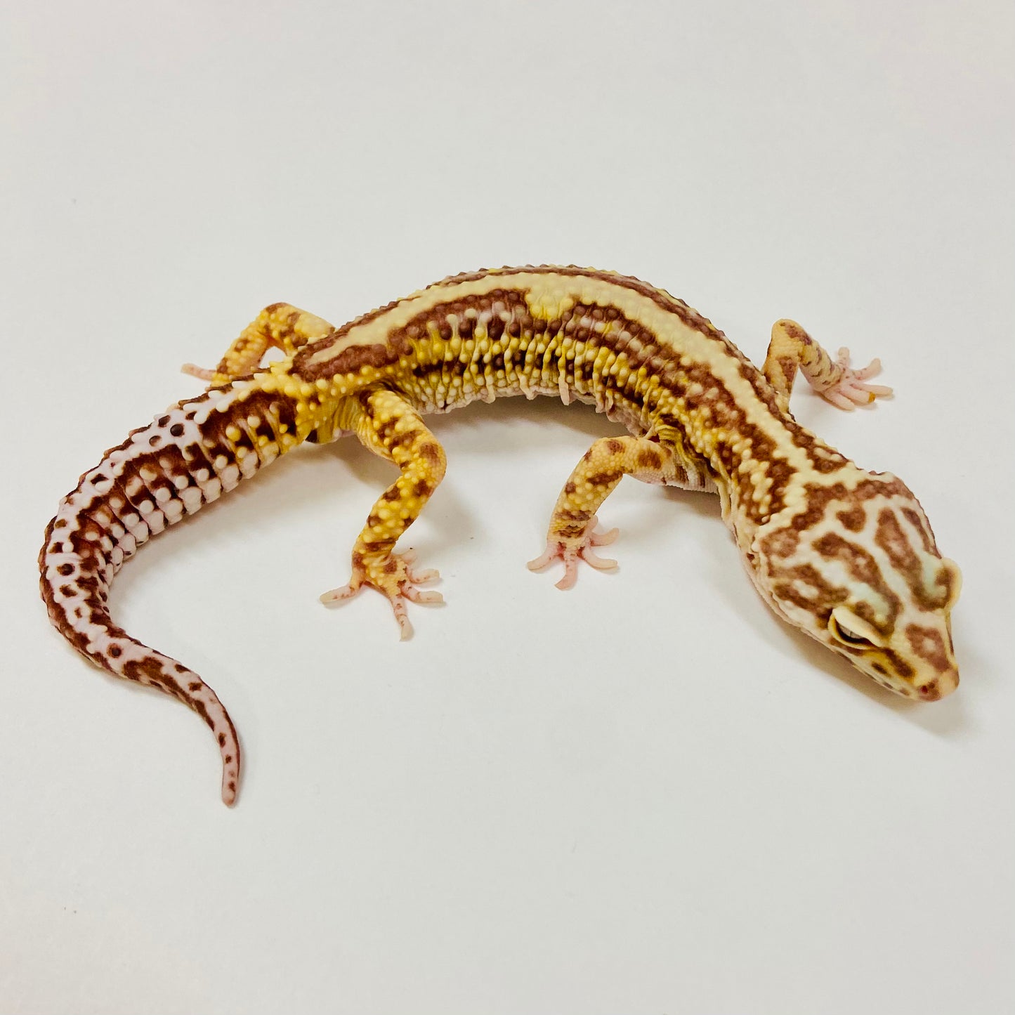 Adult Group 2.5 Bold Bell Eclipse Leopard Gecko LBG-13