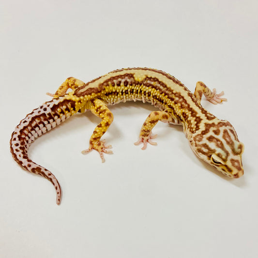 Adult Group 2.5 Bold Bell Eclipse Leopard Gecko LBG-13