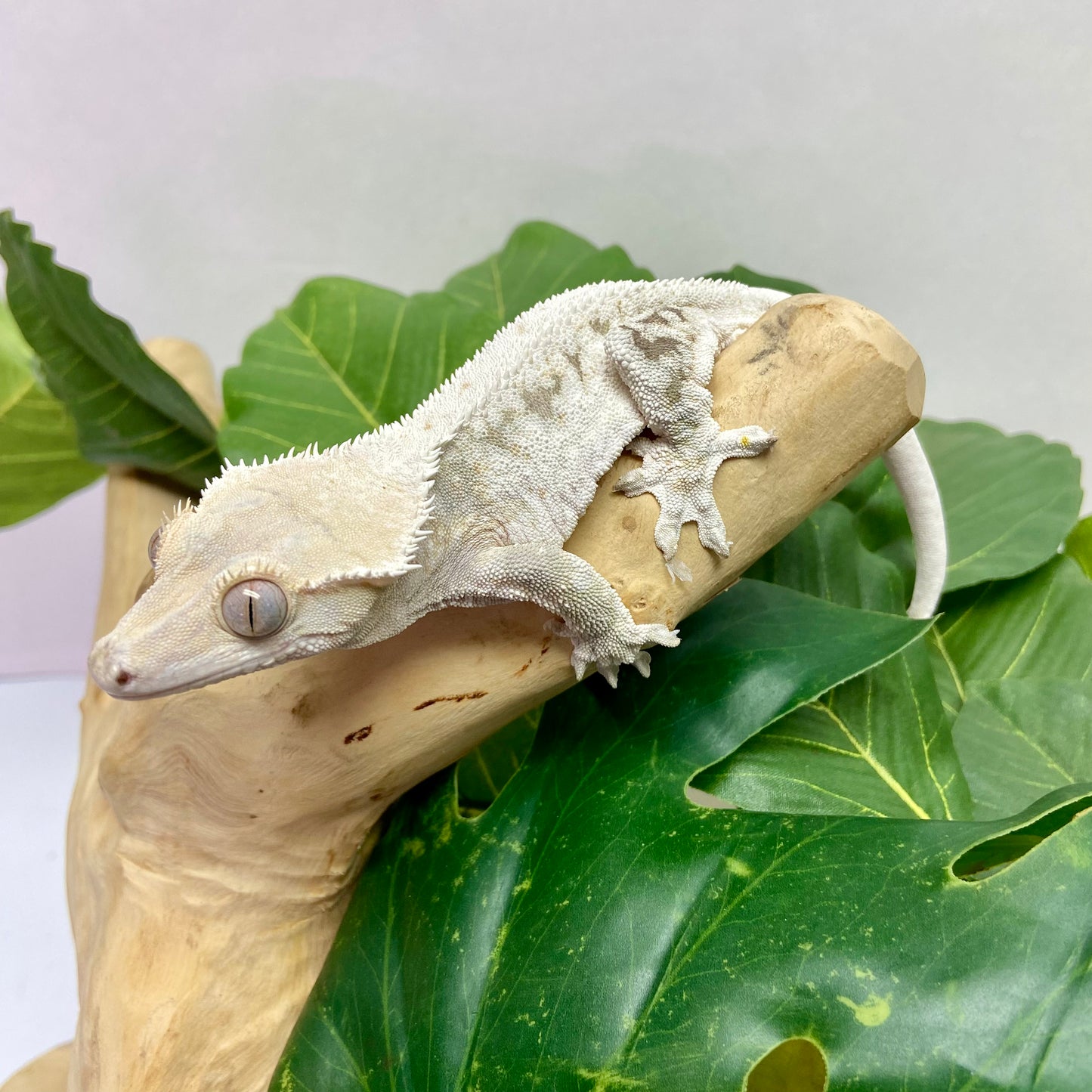 Lilly White Crested Gecko Male CG23-5