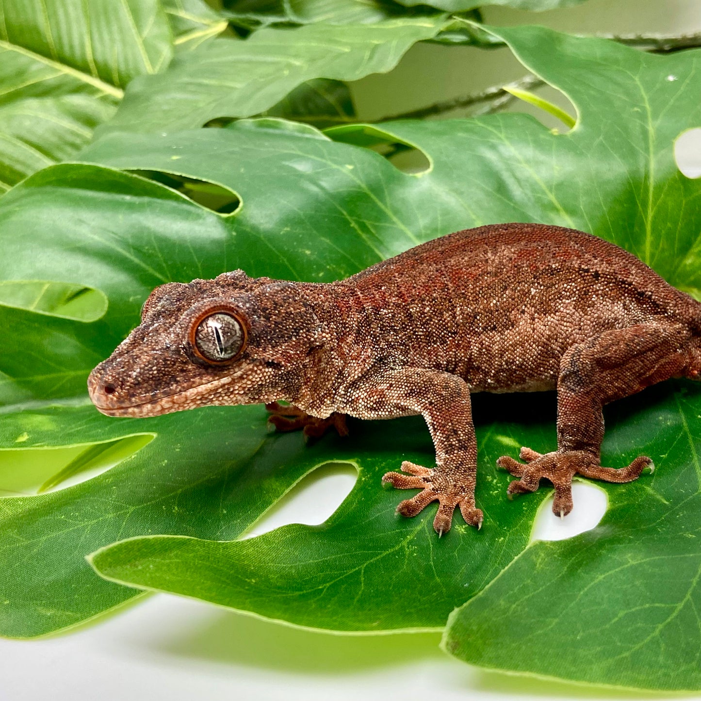 Red Striped Gargoyle Gecko Adult Female GPB20