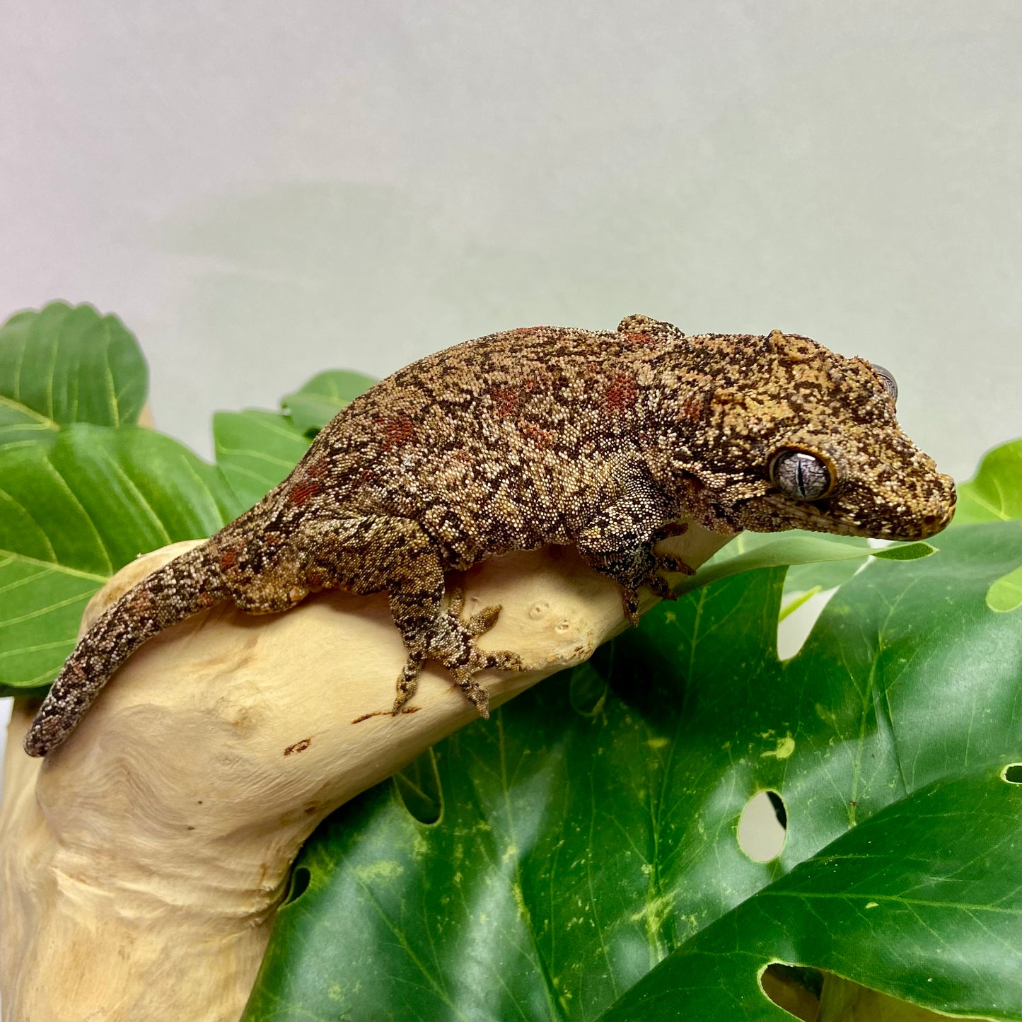 Red Blotch Reticulated Gargoyle Gecko Adult Male GPB17