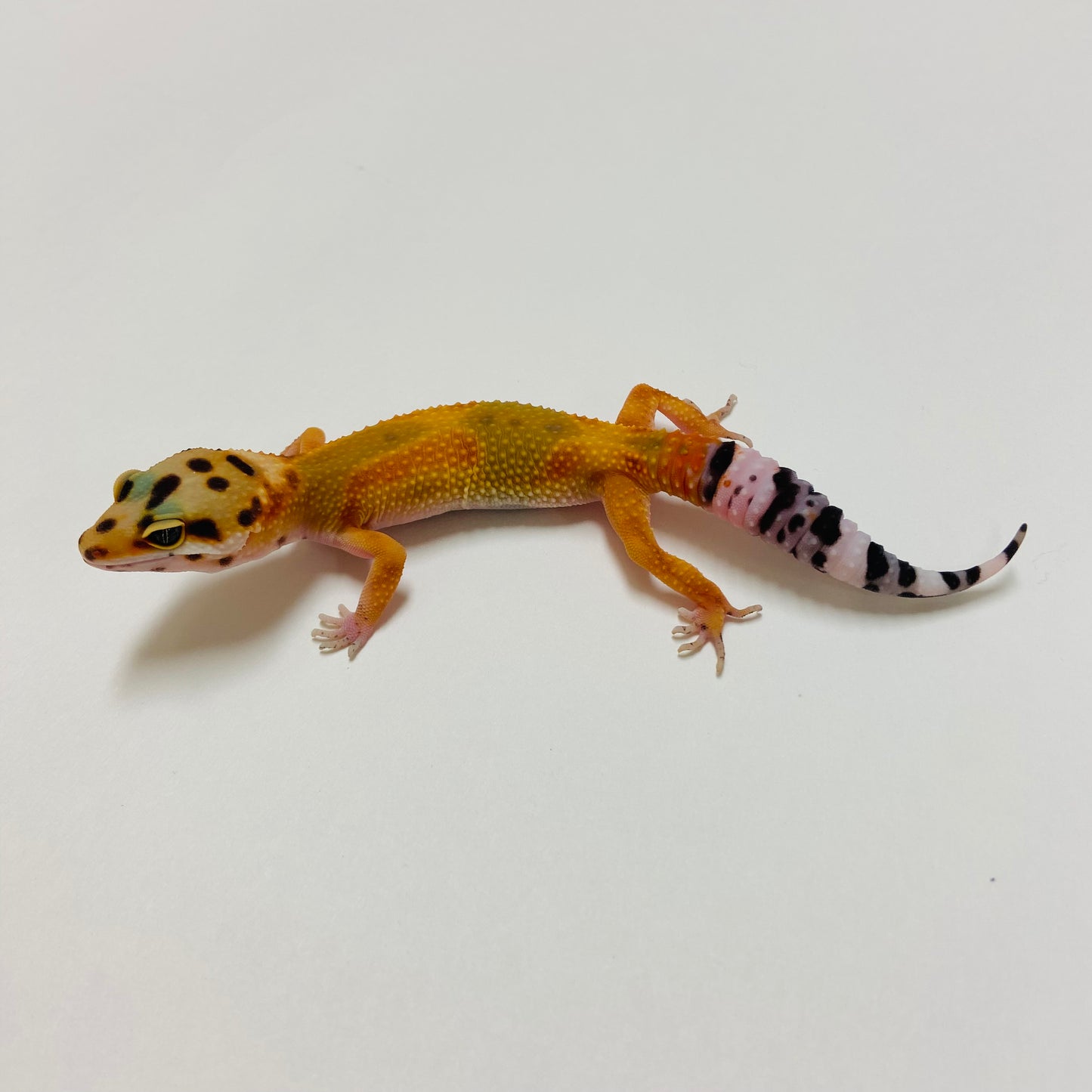Super Hypo Tangerine Leopard Gecko 2025-021