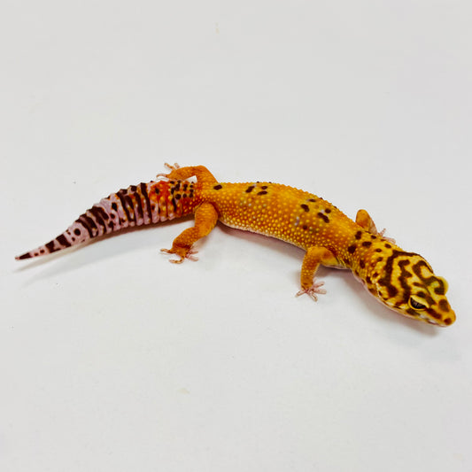 Albino Tremper Tangerine Leopard Gecko Female I-B5-70123-1