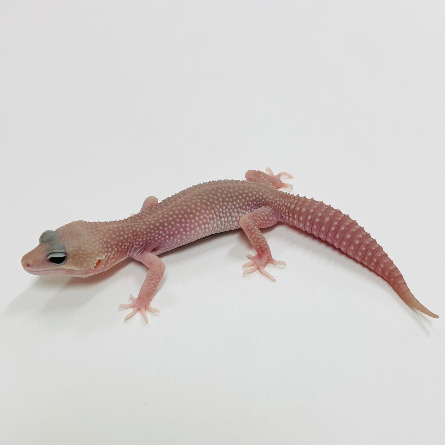 Super Snow Murphy Patternless Leopard Gecko 2025-077