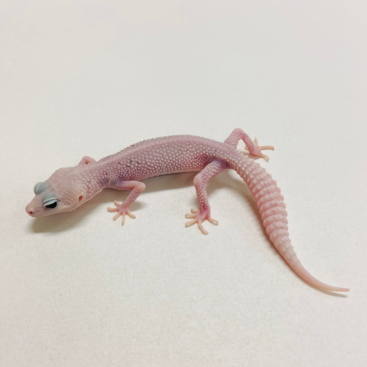 Super Raptor Leopard Gecko Female 2025-216