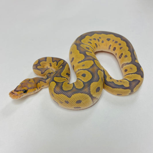 Hypo Clown Ball Python Male 2025M01