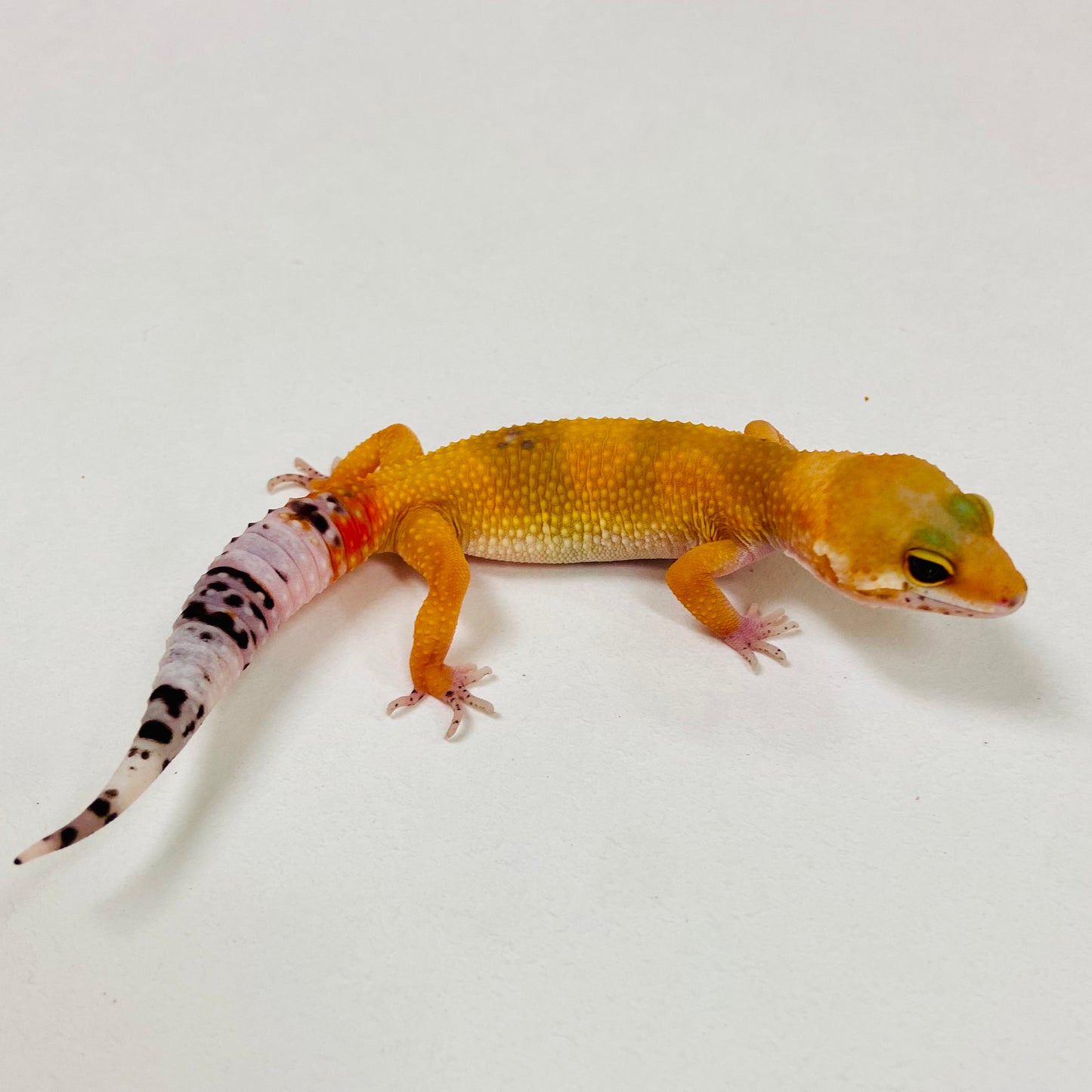 Dark Tangerine Leopard Gecko 2025-119