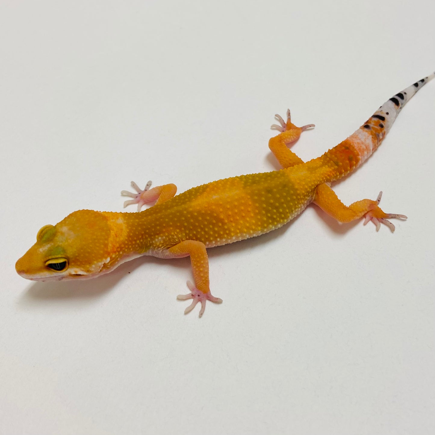 Tangerine Carrot Tail Leopard Gecko 2025-046