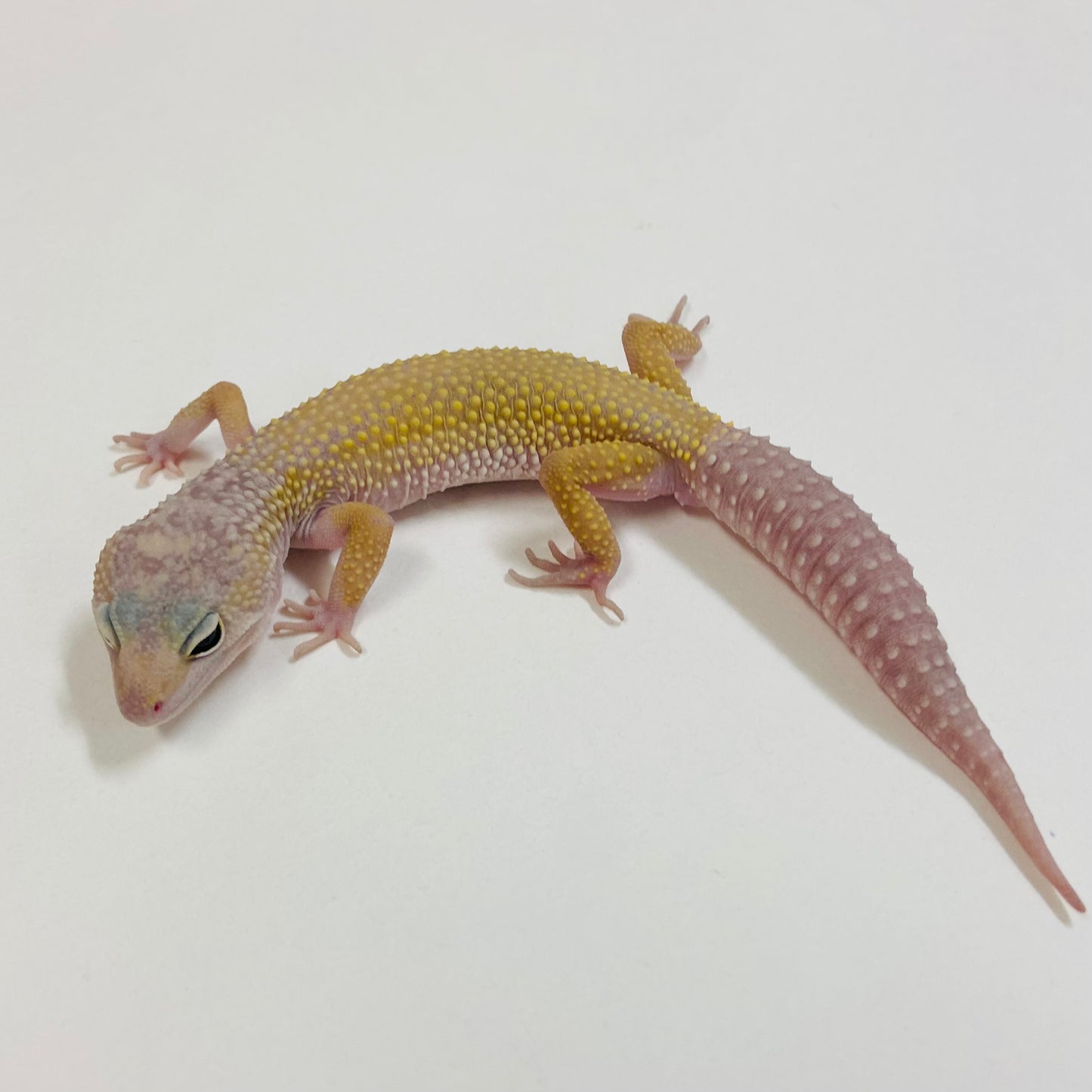 Murphy Patternless Pos MS Leopard Gecko Male 2025-005