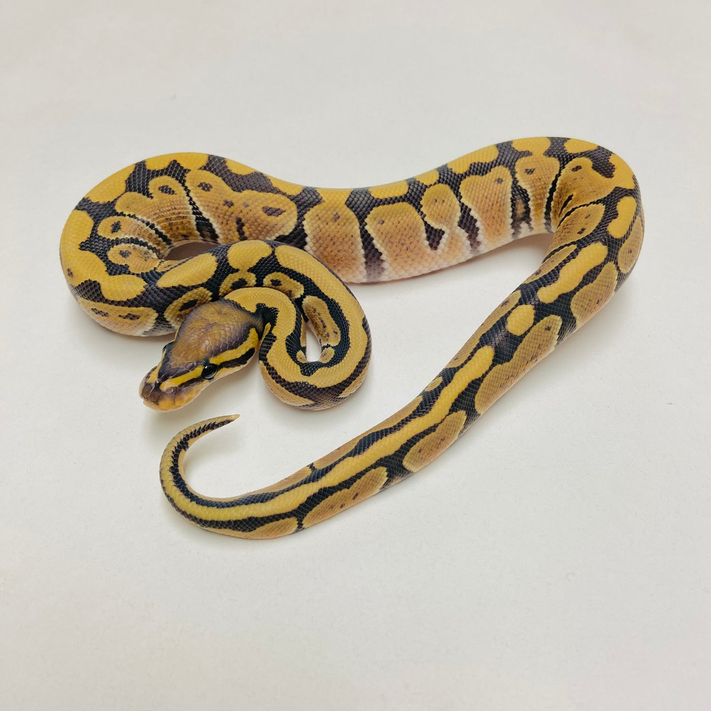 Hypo Het Clown Ball Python Male 2025M05