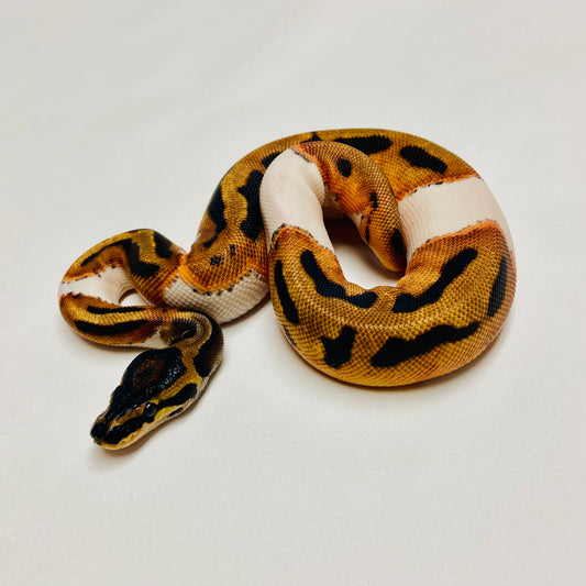 Orange Dream Pied Ball Python Female 2025F01