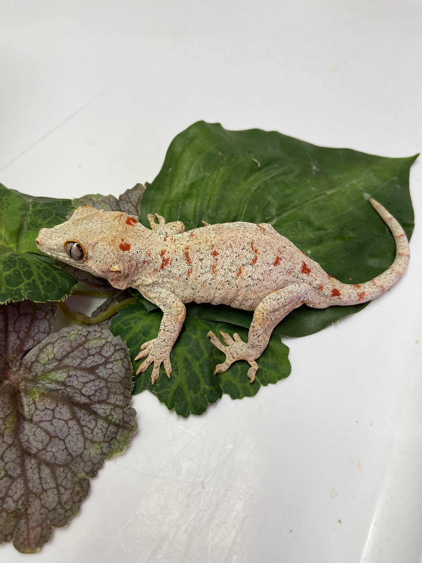 Banded Red Blotched Retic Gargoyle Gecko Male LCS02
