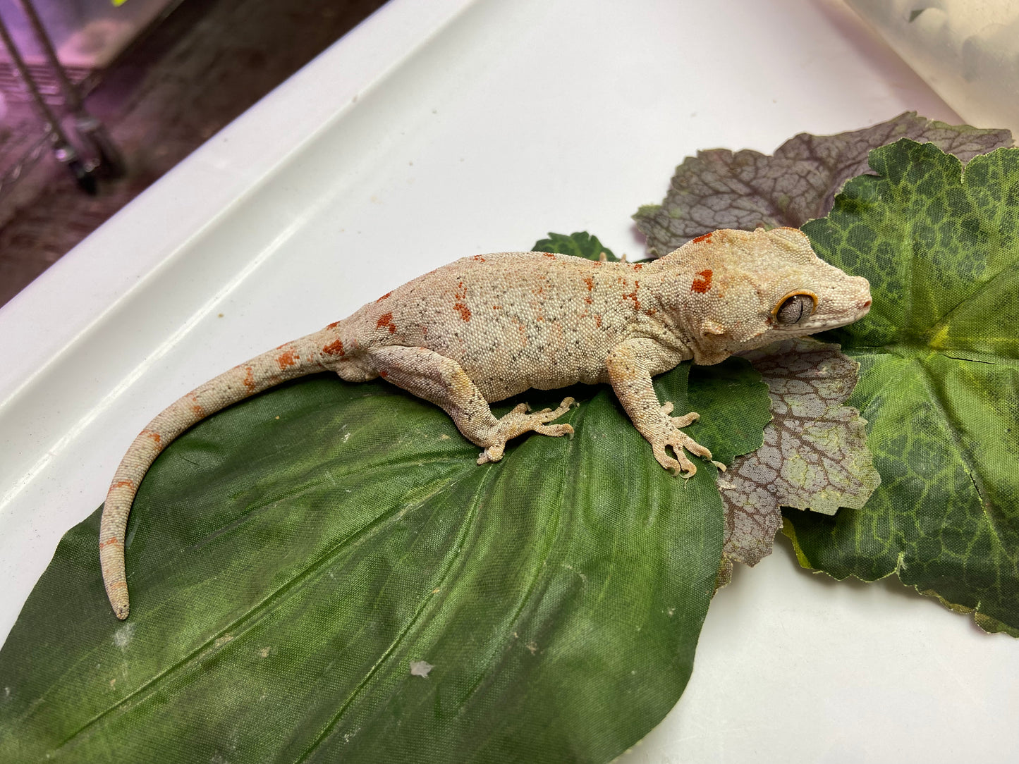 Banded Red Blotched Retic Gargoyle Gecko Male LCS02