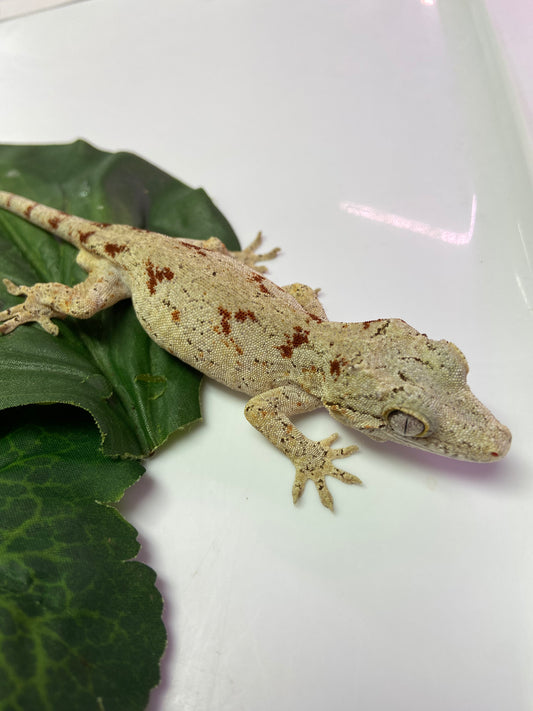Red Blotched Reticulated Gargoyle Gecko 2023 Male AN234