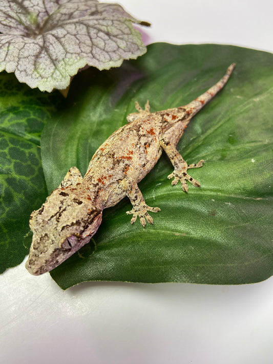 Red Blotched Reticulated Gargoyle Gecko 2023 Pos Male AN301
