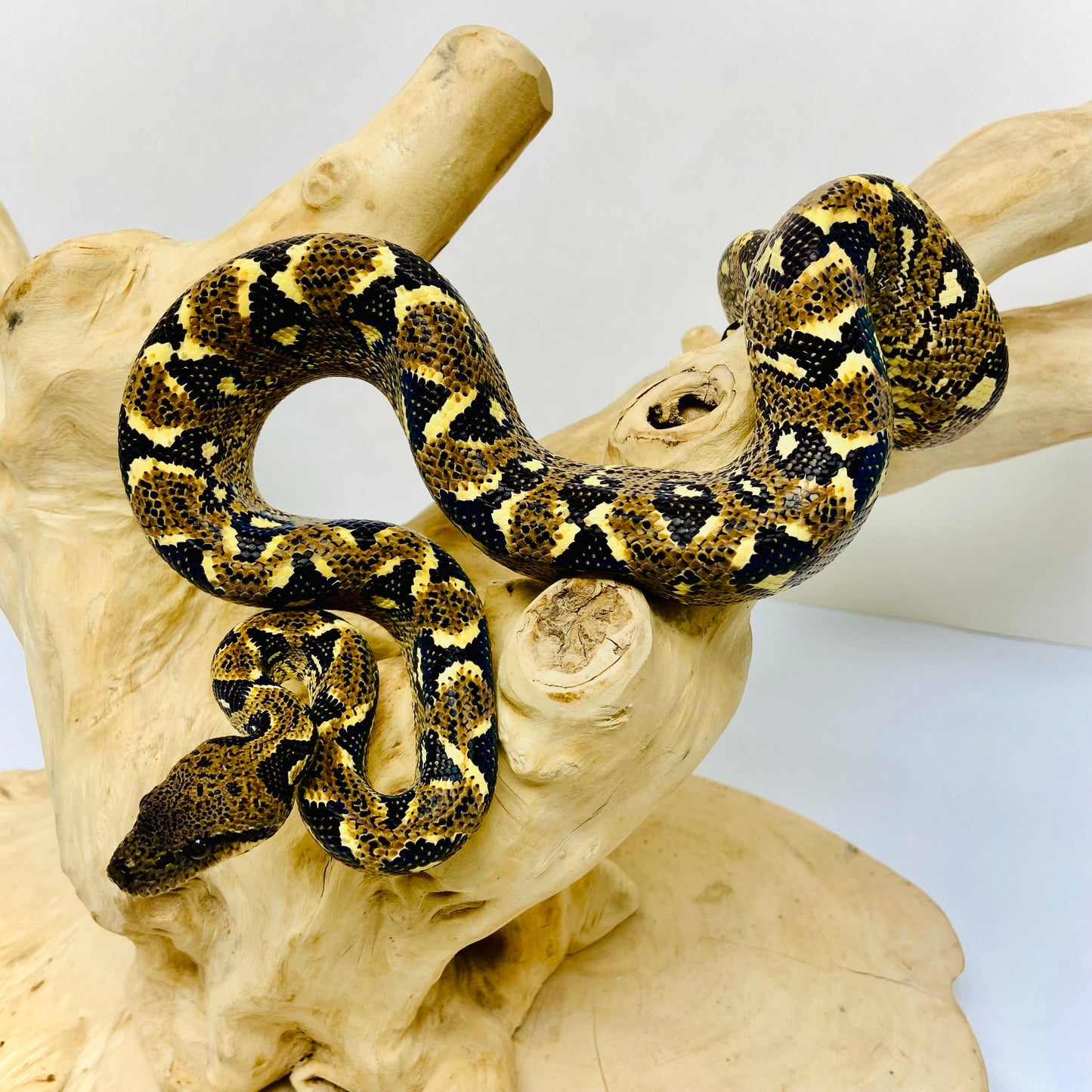 PAIR Madagascar Sanzinia Tree Boa Male Female 2025-1