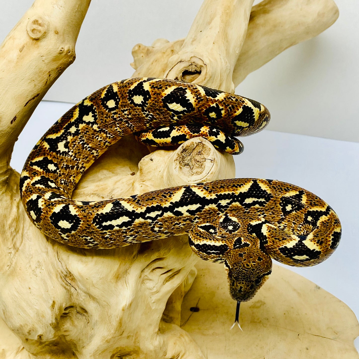 PAIR Madagascar Sanzinia Tree Boa Male Female 2025-2