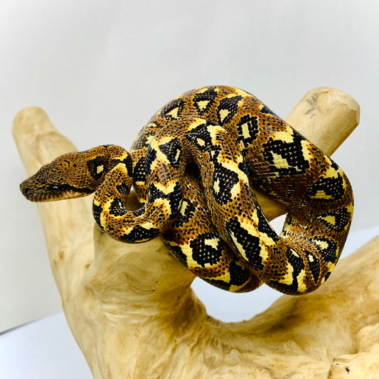 PAIR Madagascar Sanzinia Tree Boa Male Female 2025-3