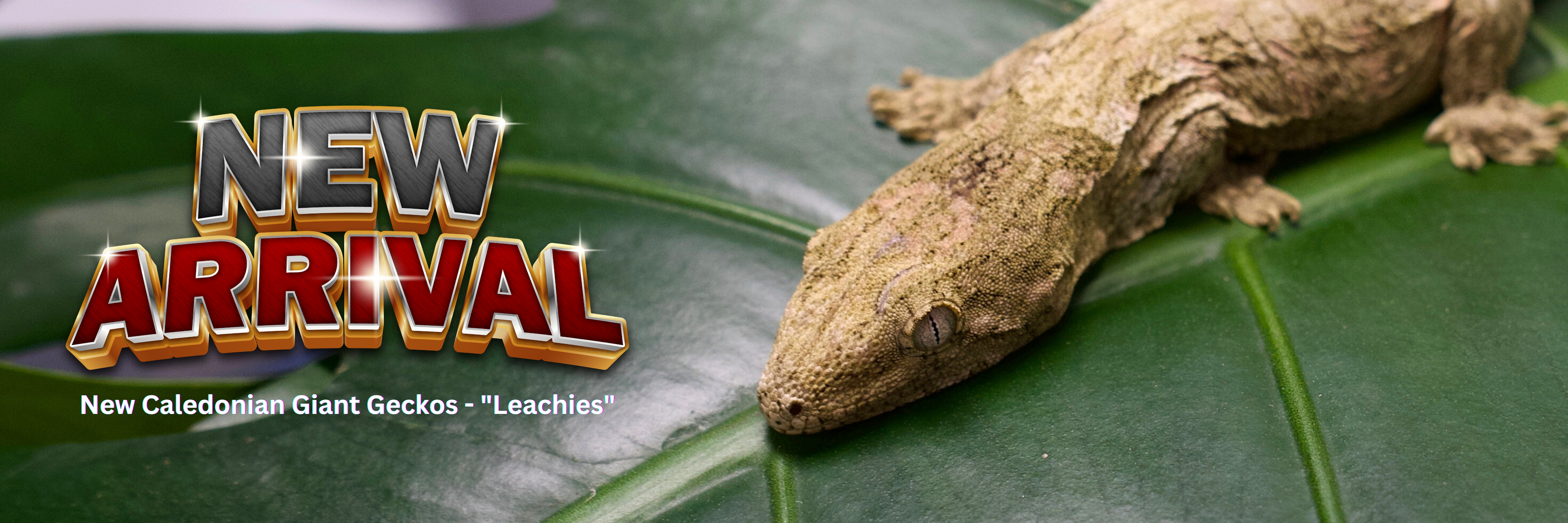 New_Caledonian_Giant_Geckos_-_Leachies
