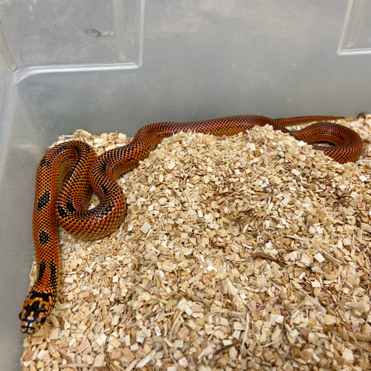 Flame Goini Kingsnake #2022F01