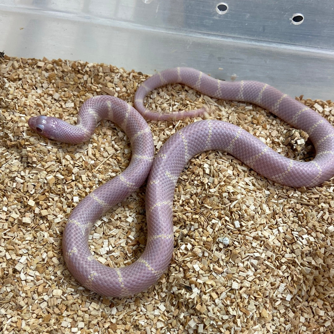 Lavender Het Lavender Snow California King Snake 2022 Male M01