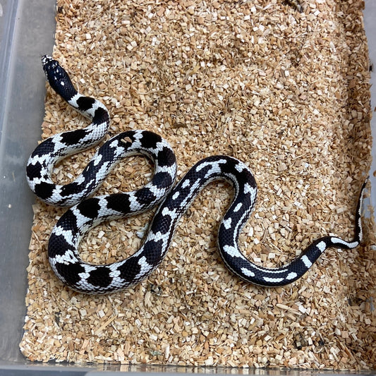 Aberrant Black & White California Kingsnake 2022 Male M01
